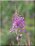 Fireweed