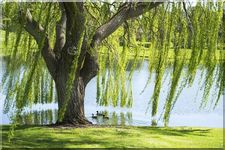 Willow Tree and ducks