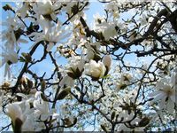 Star Magnolia in spring