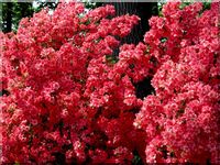 Bright Red Azaleas