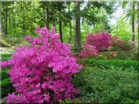 Azaleas in National Arboretum