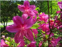 Beautiful azaleas in spring