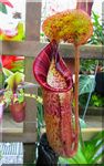 Pitcher plant