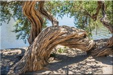 A twisted tree