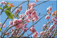 Spring flowers under blue sky