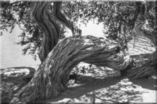 An old tree